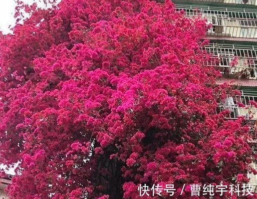 三角梅|养花就养能“爬墙”的,花开密集繁茂,花色红艳,养在阳台美极了