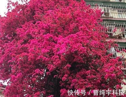 三角梅|养花就养能“爬墙”的，花开密集繁茂，花色红艳，养在阳台美极了