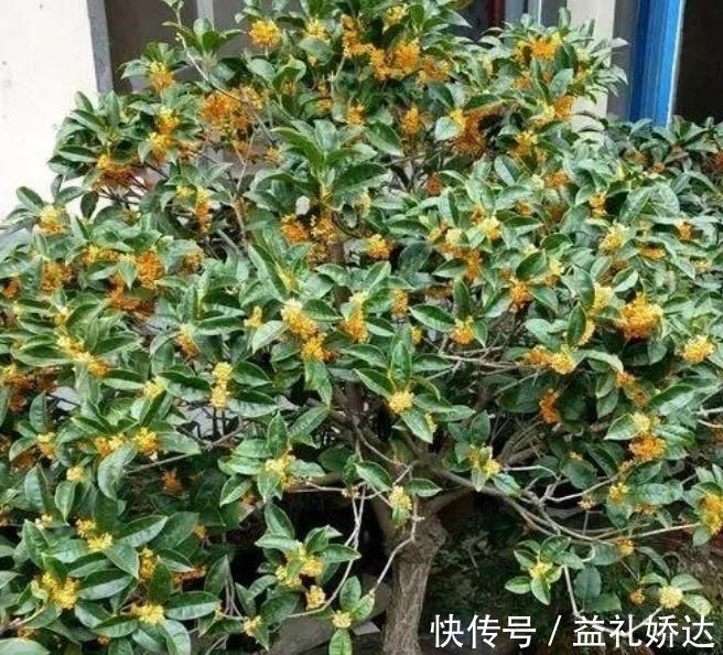 桂花树|5种花漂亮又净化空气,随便养就爆盆,吉祥富贵,清香四溢