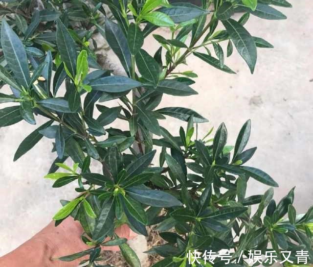 为何在夏季分盆的栀子花,茎干绿油油,就是不发芽,该怎么办
