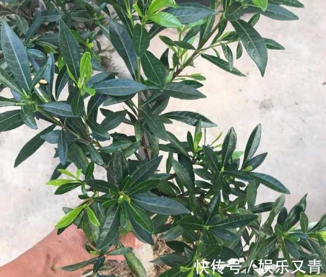 根系|为何在夏季分盆的栀子花，茎干绿油油，就是不发芽，该怎么办