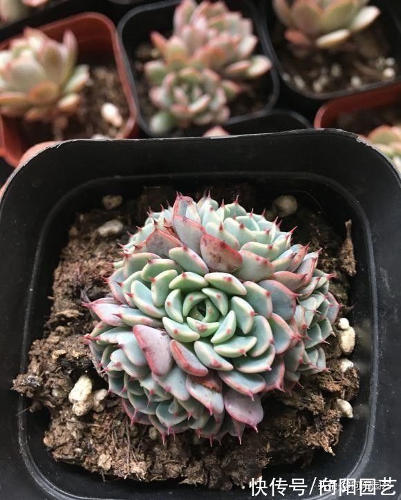 养多肉，露养用大盆，室内养用小盆，针对环境搭配花盆，不烂根
