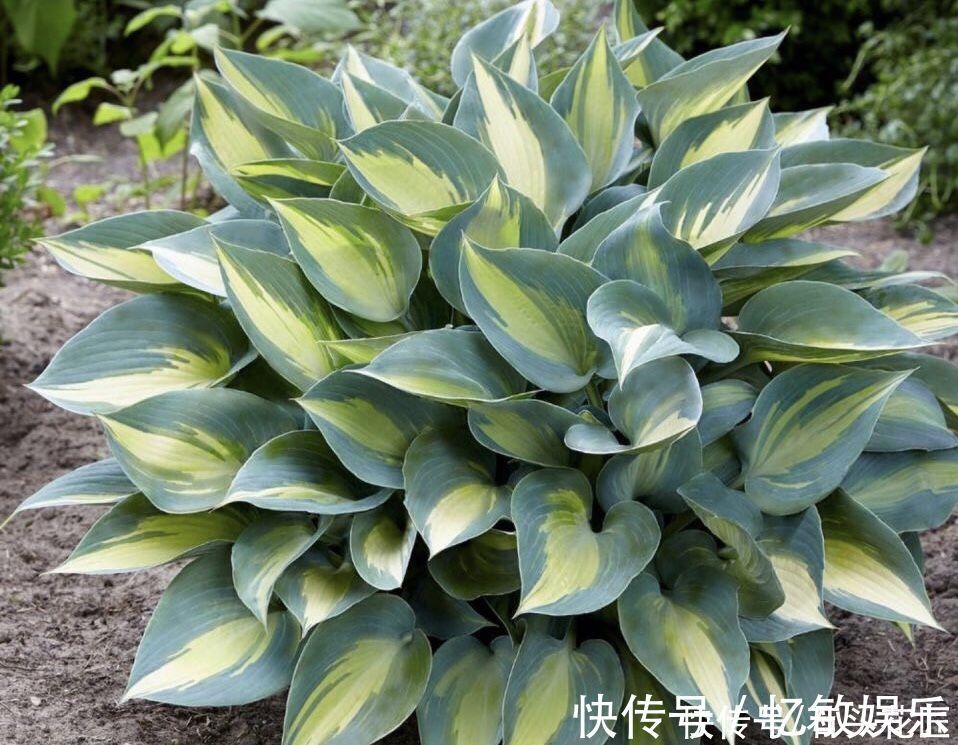 休眠|冬天“装死”的4种花,过冬不用管,明年早早就“开花”