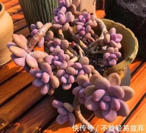 新手养多肉桃蛋,学会一个小技巧,养出粉蛋,长成老枝,美极了!