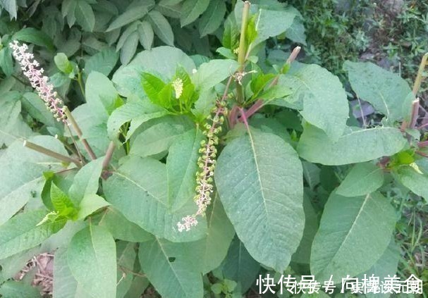 果实|这植物分两种，一种是上等野菜，另一种却有毒，你能分辨吗？