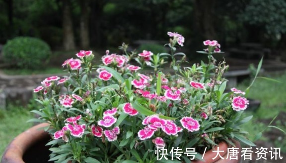 种花|“病菌”超怕的5种花，家里只要养一盆，和医院说拜拜！
