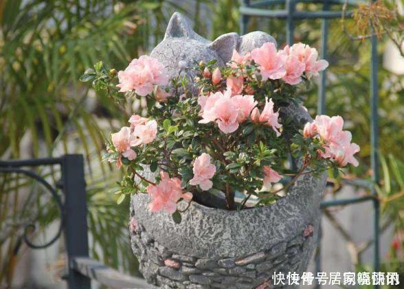 公认难养的2种花，养一棵死一棵，年年收空盆