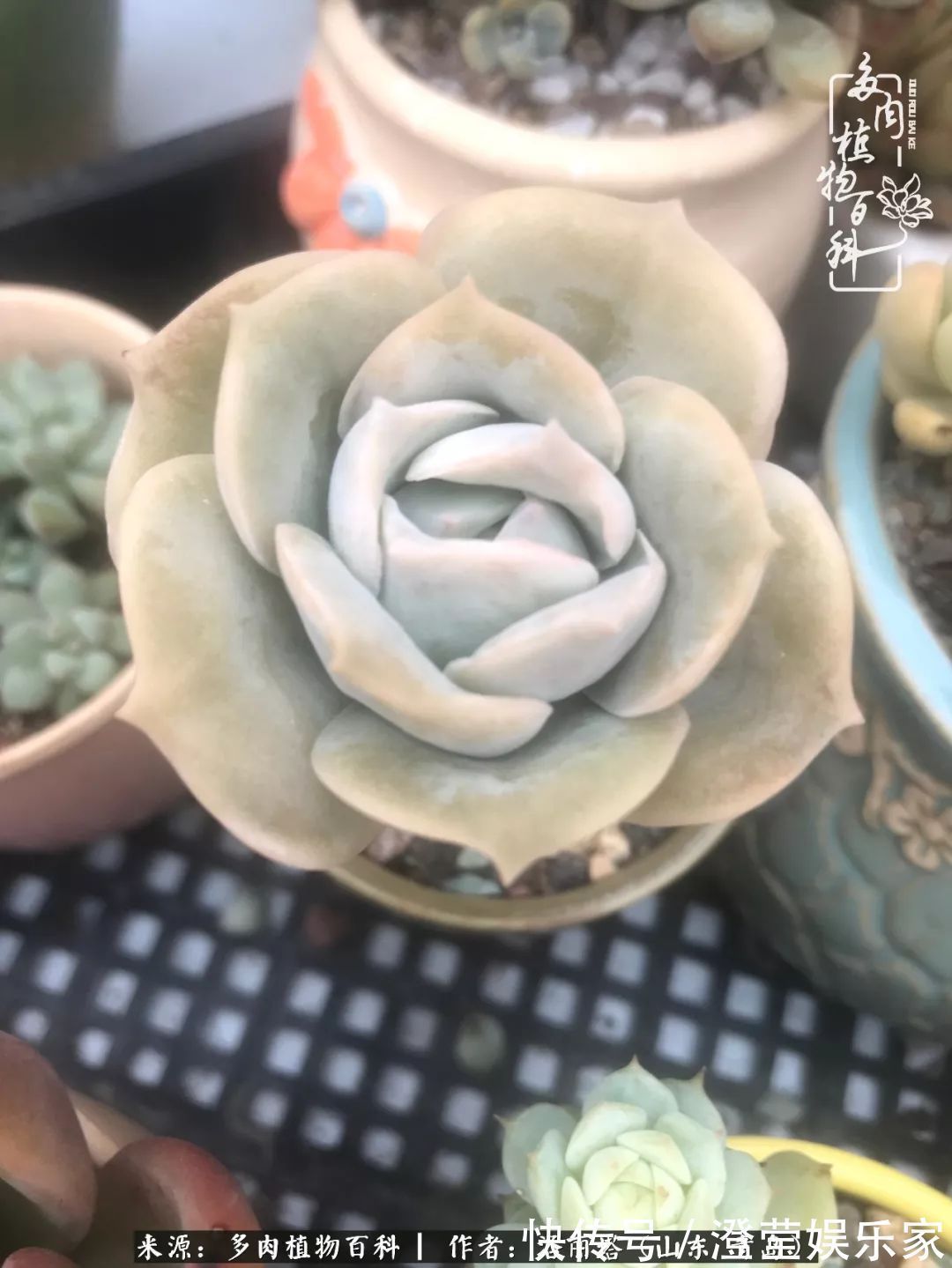 吉娃娃|我和我的“多肉恋人”,怎么样有没有惊艳到你!