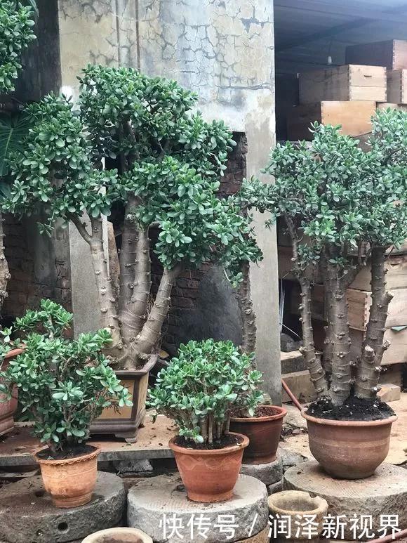 烂根|20年的玉树,10年的芦荟,枝干“胳膊粗”,是这样养成的