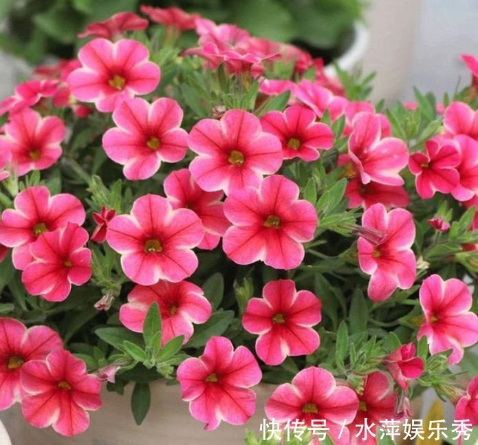 阳台|此款花卉便宜又好养，丢到阳台，四季有花开，懒人最爱