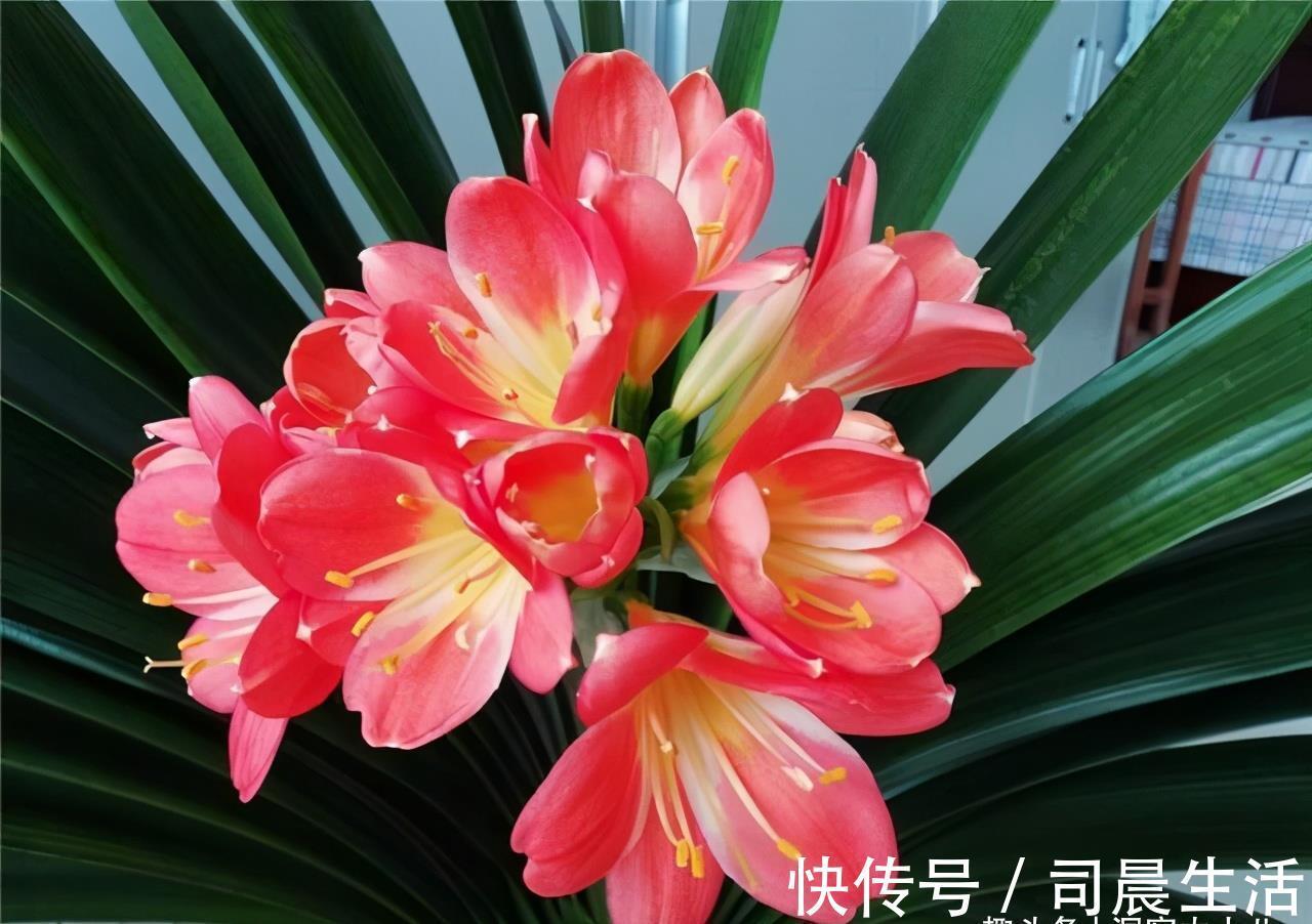 君子兰有“三怕”，入冬养护需避开，猛催新芽，绽放层叠群兰
