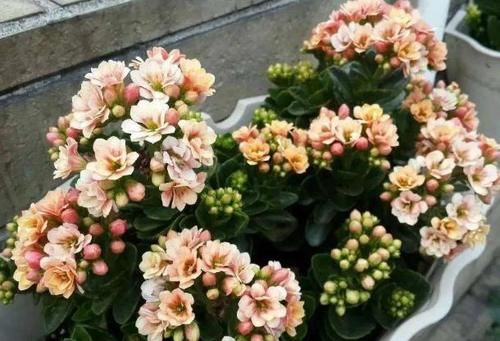 养花担心土里“藏”虫，就先学会这几招，给它们消消毒