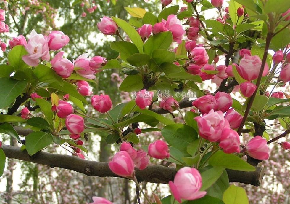 养花|养花试试这几款,花色艳丽,室内养一盆也是非常不错的