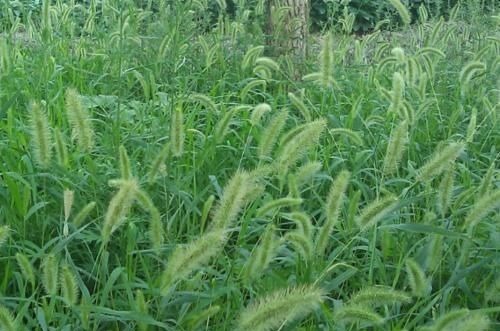 滑膜炎|农村随处可见的狗尾巴草，用来煮水治好了3种病，比特效药还管用