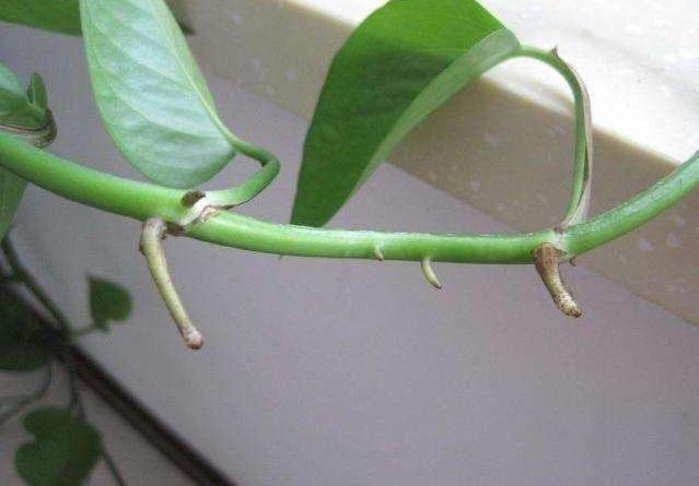 养分|绿萝长出这种枝，看到就赶紧剪，不剪，很难养爆盆