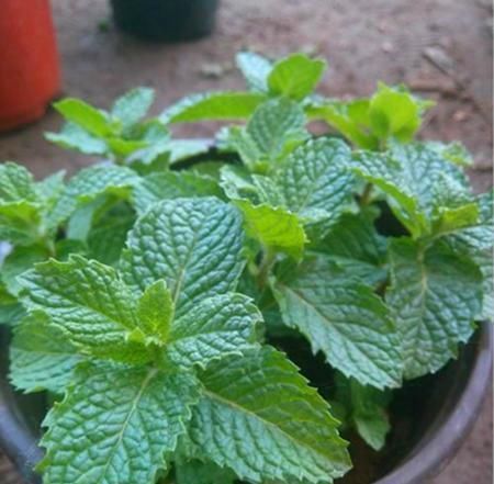 卧室放了2种花,天气再热也不怕失眠,净化空气很干净