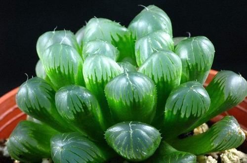 浇水|玉露这样养,10天长出“窗”,饱满又晶莹,冬天长得更漂亮!