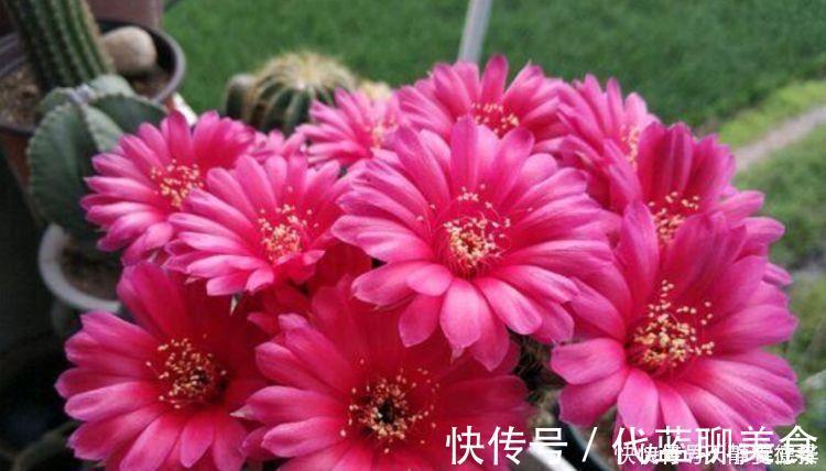 浇水|超漂亮的4种花，好养易活，30天不浇水照样生长，一年开花不断