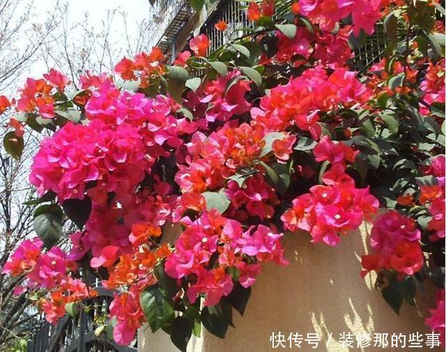 露台|有露台就种这三种花,生长速度快,遮阳好养漂亮,花儿开成瀑布