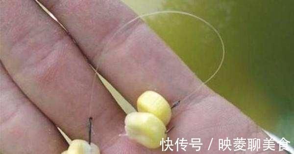 鲤鱼|大师是这样用玉米钓鱼的，以及老坛玉米的制作方法