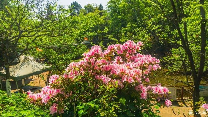 郊野公园看春花