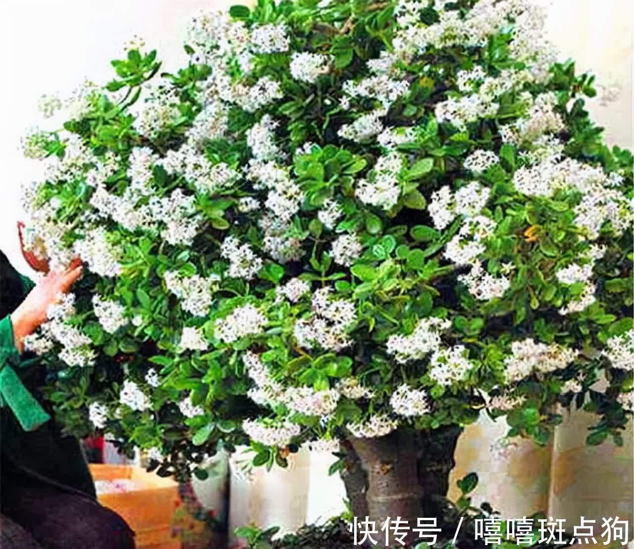 室内想养大盆镇宅花，建议从这10种里面选，听名字就很霸气