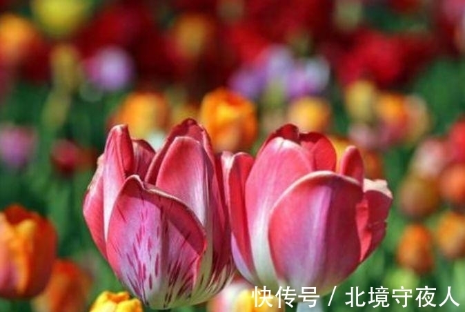 生命力|家养此款花卉，花大色艳胜玫瑰，四季有花开，花香四溢飘满屋，美