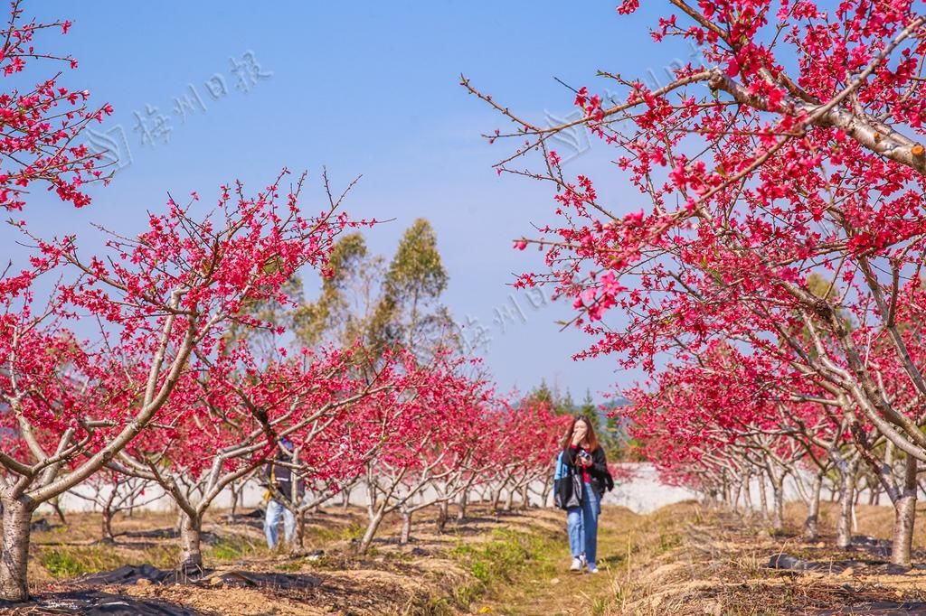 广东蕉岭：万株桃花灼灼开，来邂逅最美春光！