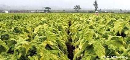 慈禧|慈禧的水烟袋中，藏着你不知道的三个大秘密，预示大清必亡！