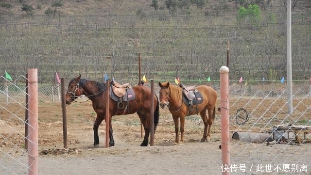 农村大哥的经营之道：骑马绕一圈30元，看上可以当场买走