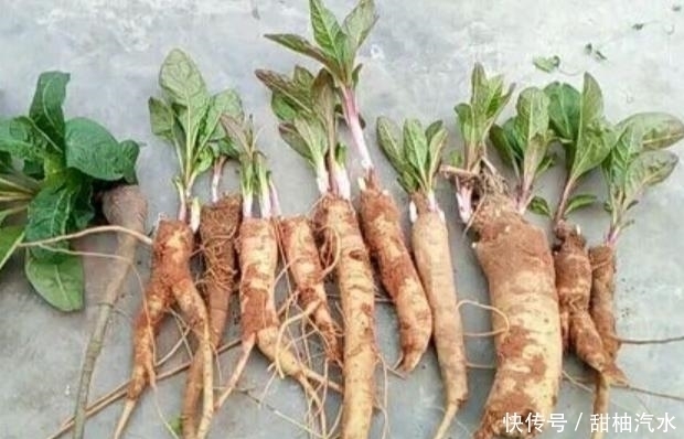 商陸|農(nóng)村中一種不起眼的野草,用來泡腳可治療腳氣,見到可不要錯過