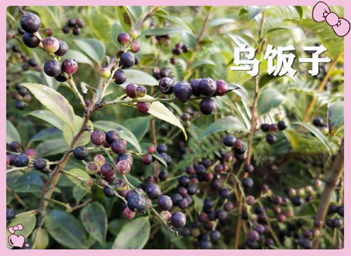 果子|小时候常吃的12种“野果子”,现在很少见了,吃过的年龄不小了