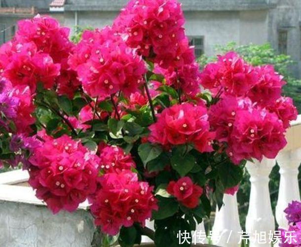 阳台上|4种漂亮花，个个美得冒泡，现在养正合适，直接开成花海