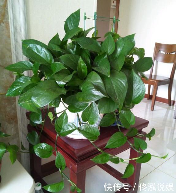 家庭养绿萝,不用买一堆肥,几种“废料”凑一起,绿萝疯长2米长