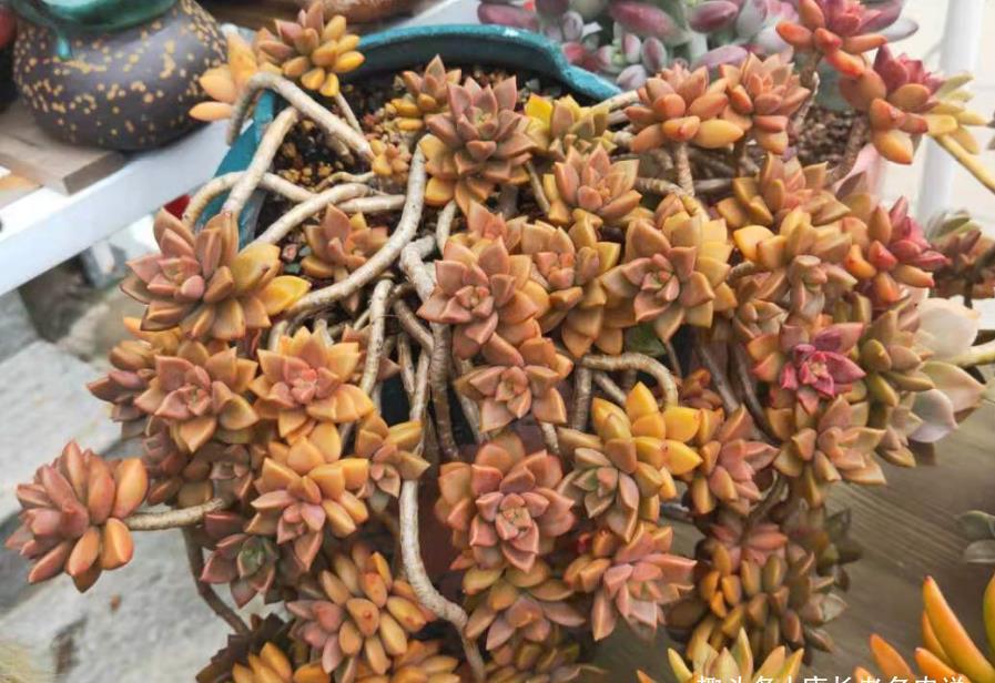 姬胧月|多肉姬胧月和阿伦培习性相近且一样的皮实,所以一起拼养没有障碍