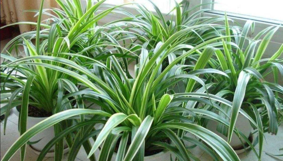 吊兰总是“干尖又黄叶”?换一个方法“种植”,漂亮好打理!试试