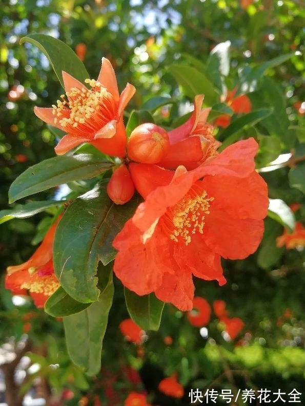 柚子树|4种果树，种在院子里特旺宅，还有时令水果免费吃