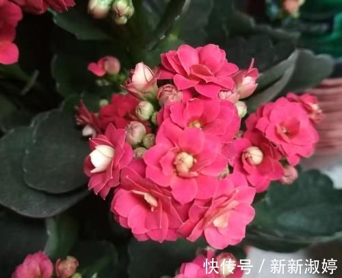 长寿花还不长花苞，赶紧找个袋子套一套