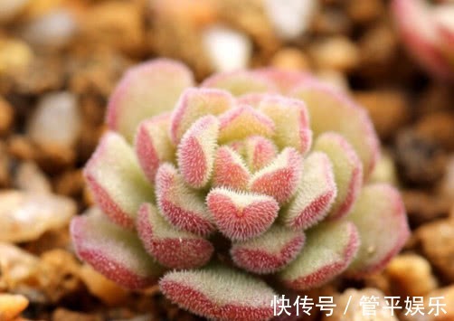 叶片|多肉春之奇迹怎么养教你3个小窍门,轻松养出爆盆的春之奇迹