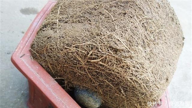 植物|制作高价值的盆景,炼根是关键,看看怎么炼