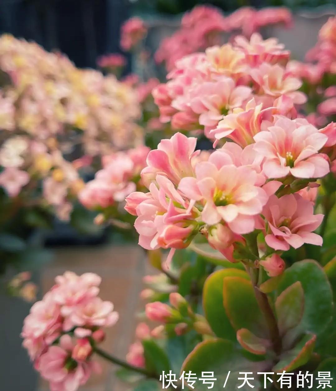 长寿花养护中需要注意这“3点”，年复一年养成老桩照样能爆花