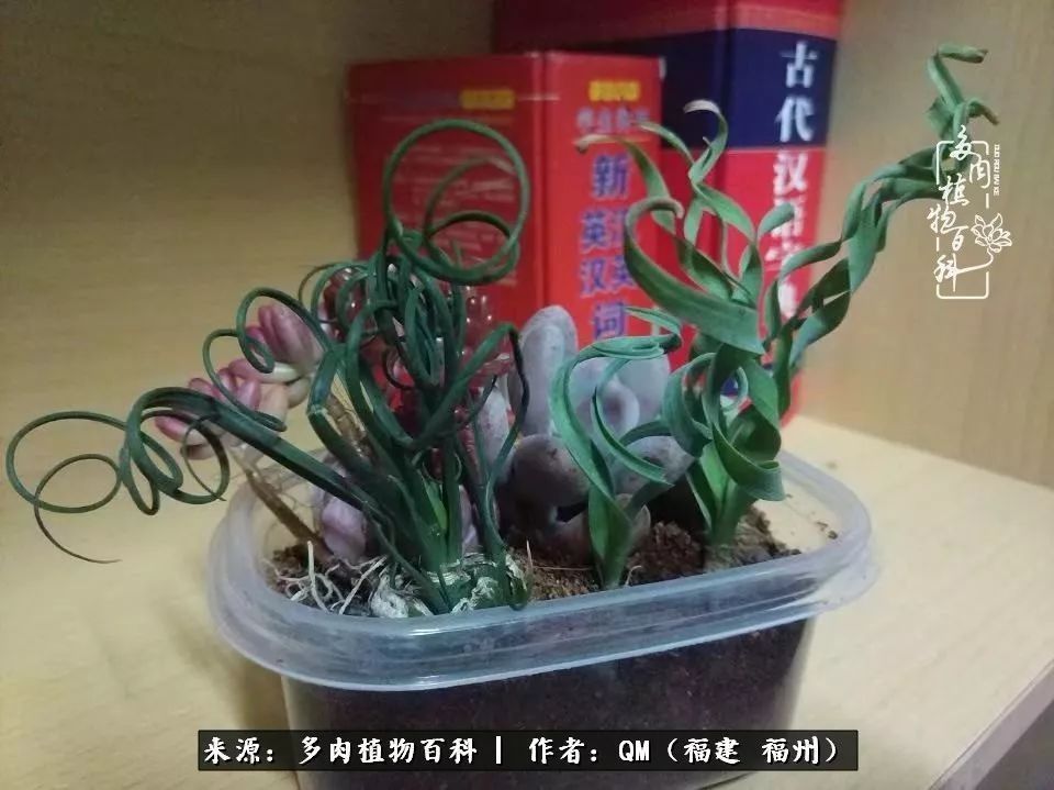 植物|寒山转苍翠,秋水日潺湲——多肉未央,睹物思人!