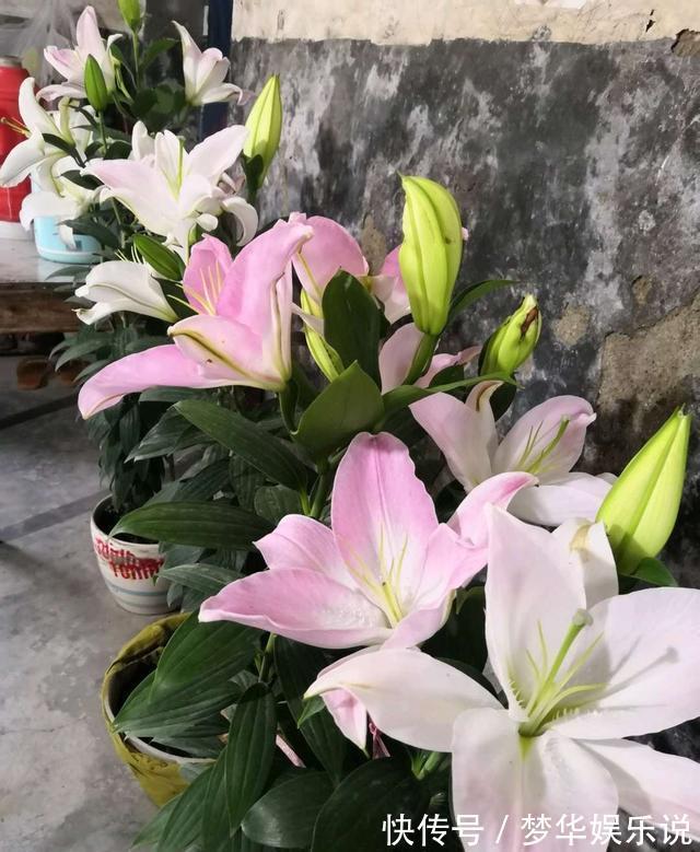 室内养花需谨慎，俗话说花旺人不旺，这些花趁早搬出室内！