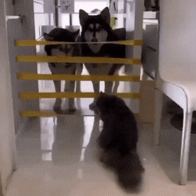 |搞笑笑话,动图:大哥是从阿三那边进修了吧!