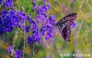 十二首描写好心情的古诗词,放飞快乐,忘记忧伤