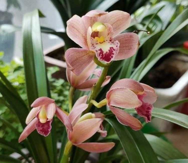 太阳花|几种花养在家里,一整年都有好运气,开花漂亮财运来,一养就上瘾