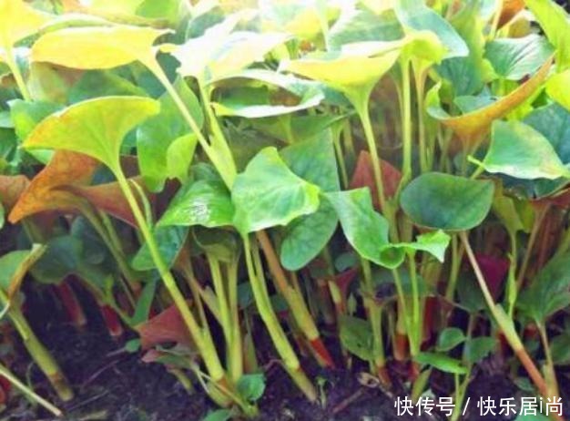 这野菜和豆腐是绝配，才2块钱一斤，补钙质，孩子长个头