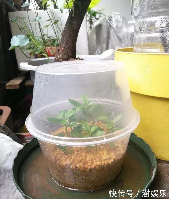 水杨酸|杜鹃茶花插不活,枝条在泥巴里打个滚,大白根呼呼长,新芽猛冒!