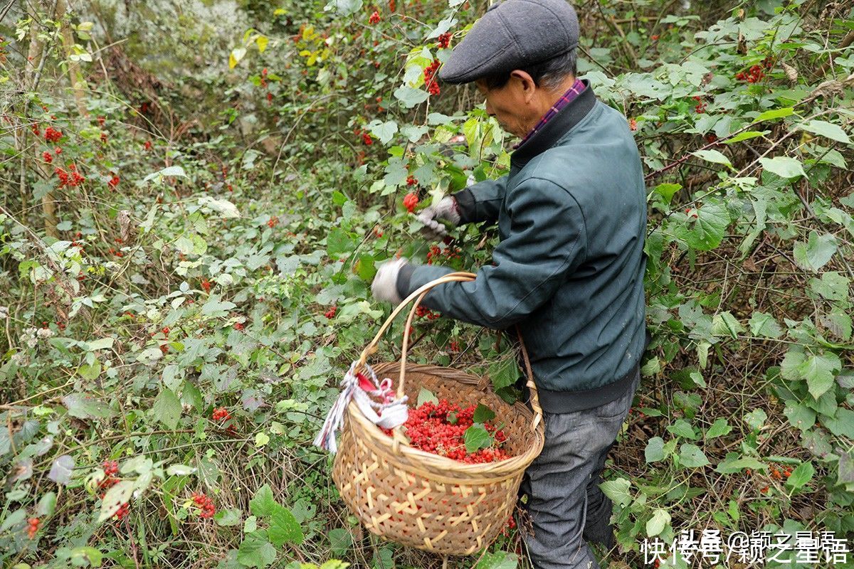 发酵|新时代的隐居生活，住城里钱不够花，隐居深山没处花钱