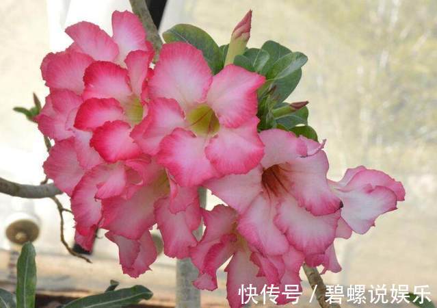 盆栽|不要再盆栽绿萝吊兰了，这种花卉非常好养，一年四季花开不断！